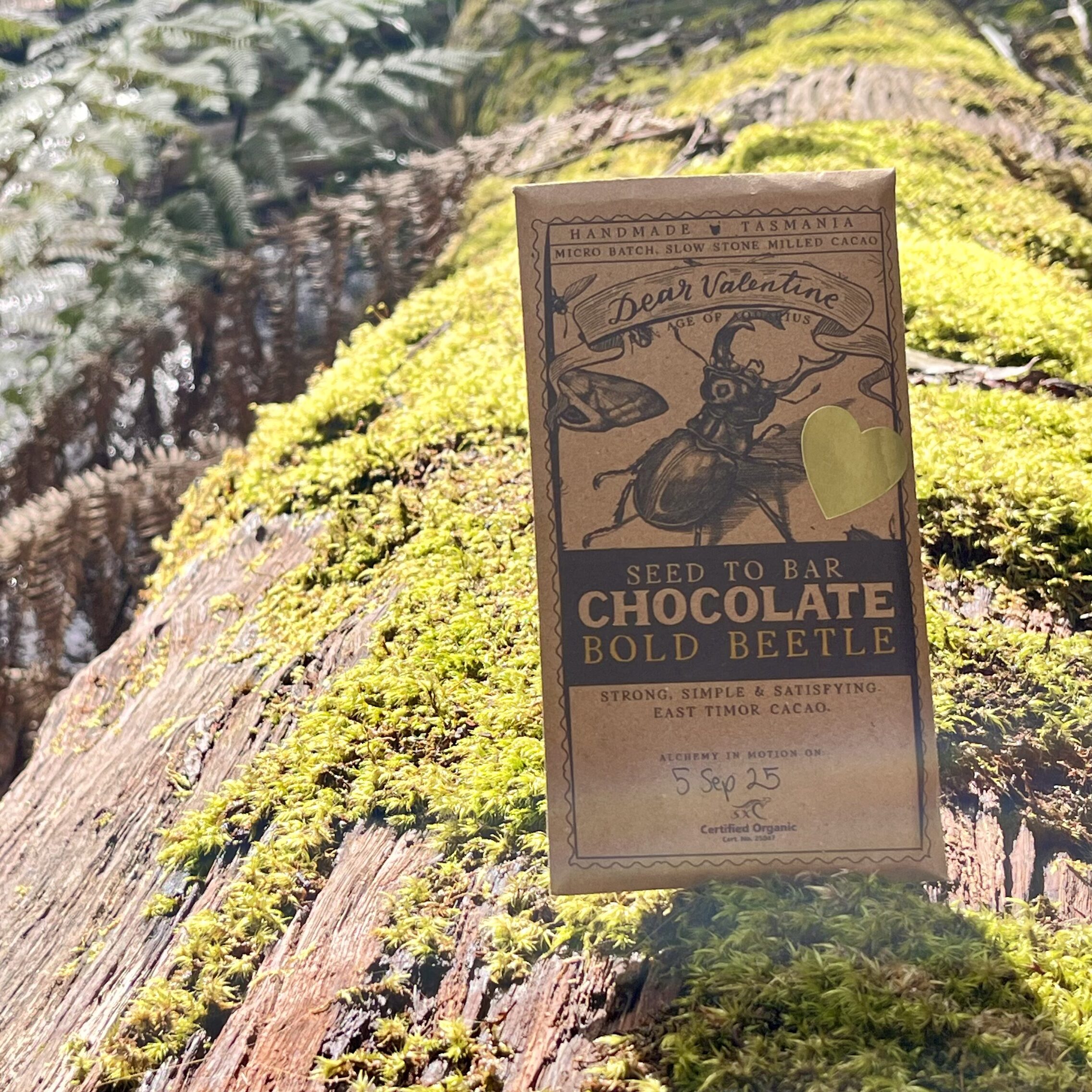 85% Tasmanian Bold Beetle